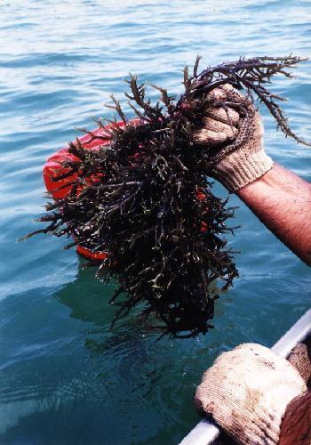  Kappaphycus alvarezii