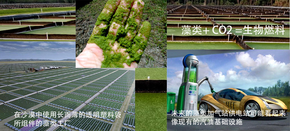 藻+CO2=生物能源