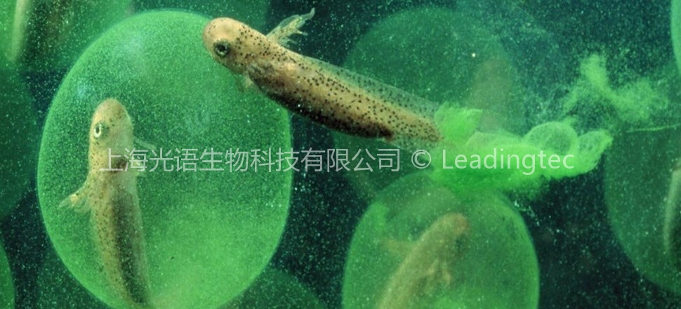 藻类在鱼苗中的作用