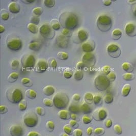 小球藻 (GY-H4 Chlorella sp.)