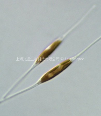 小新月菱形藻(GY-H8 Nitzschia closterium f.minutissima)