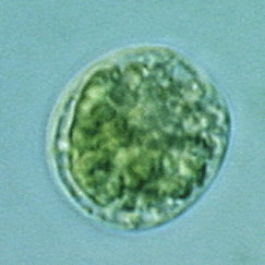 青岛大扁藻（GY-H1  Platymonas helgolandica tsingtaoensis）