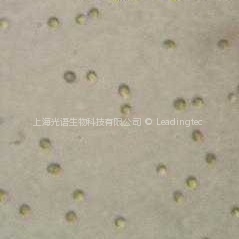 等鞭金藻（GY-H3  Isochrysis galbana）