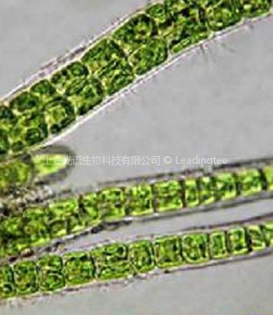 亚心形扁藻(GY-H5 Platymonas subcordiformis)