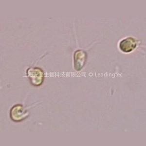 湛江等鞭金藻(GY-H2 Isochrysis zhangjiangensis)