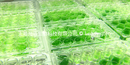 Algae-trays