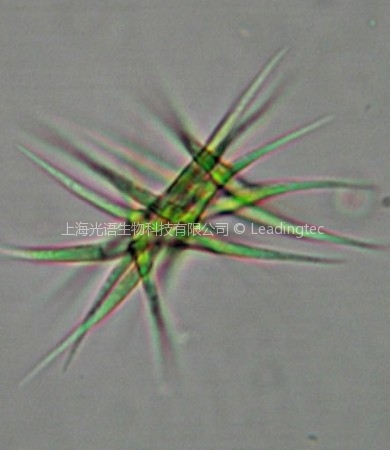 纤维藻(GY-D1 Ankistrodesmus sp.)