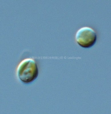 等鞭金藻OA3011(GY-H15 Isochrysis galbana OA3011)