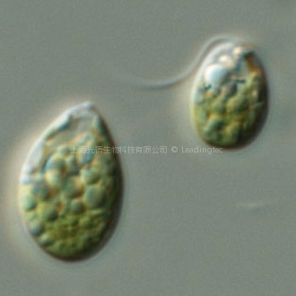 杜氏盐藻(GY-H13 Dunaliella salina)
