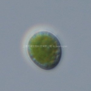 日本小球藻(GY-H12 Chlorella sp.)