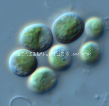 云微藻(GY-H20 Chlorella sp.)