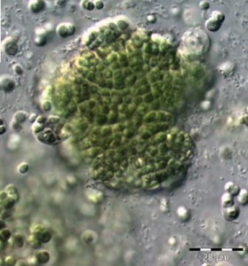 Heterogloea sp. 异胶藻