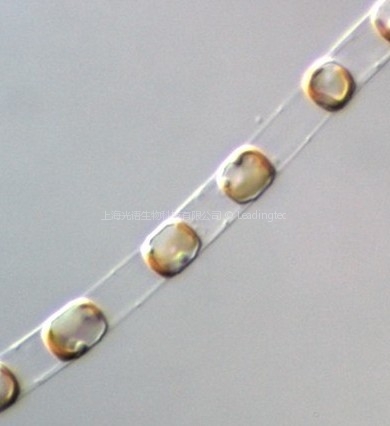 中肋骨条藻(GY-H11 GY-H22 Skeletonema costatum)