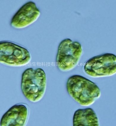 扁藻(GY-H18 GY-H19 Platymonas sp.)