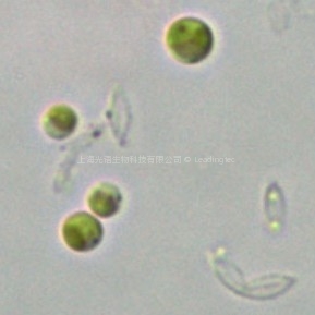 微绿球藻(微拟球藻 GY-H14 Nannochloropsis sp.)