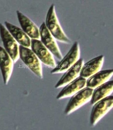 斜生栅藻(GY-D13 Scendesmus obliquus)