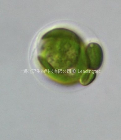 莱茵衣藻(GY-D55 Chlamydomonas reinhardtii)