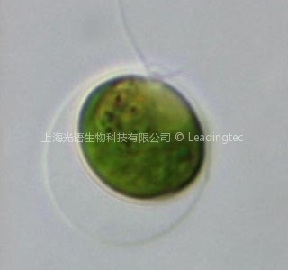 光语小编 上海光语生物科技有限公司