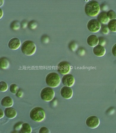 淡水小球藻(GY-D19 Chlorella sp.)