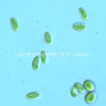 Chlorella ellipsoidea1
