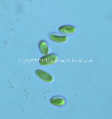 椭圆小球藻（GY-D20 Chlorella ellipsoidea）