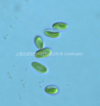 椭圆小球藻(GY-D20 Chlorella ellipsoidea)