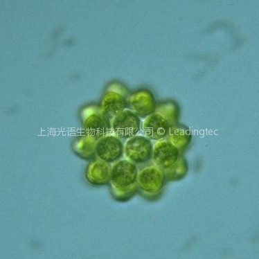 空星藻(GY-D10 Coelastrum sp.)藻种