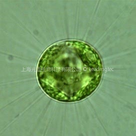 多芒藻（GY-D56 Golenkinia radiata）
