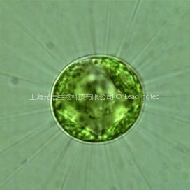 多芒藻(GY-D56 Golenkinia radiata)
