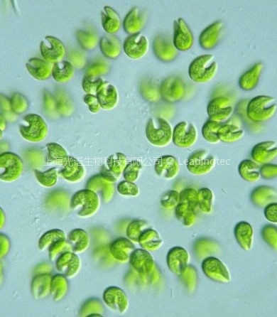肥壮蹄形藻（GY-D9 Kirchneriella obesa）