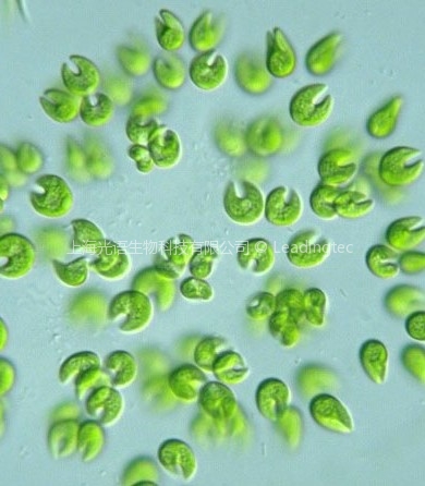 肥壮蹄形藻(GY-D9 Kirchneriella obesa)
