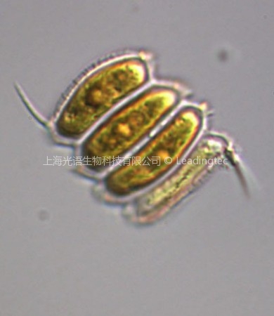 被甲栅藻(GY-D6 Scenedesmus armatus)