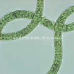 Spirulina platensis3
