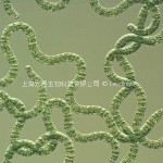 Spirulina platensis4