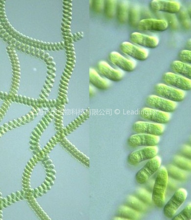 螺旋藻（GY-D18 Spirulina sp.）