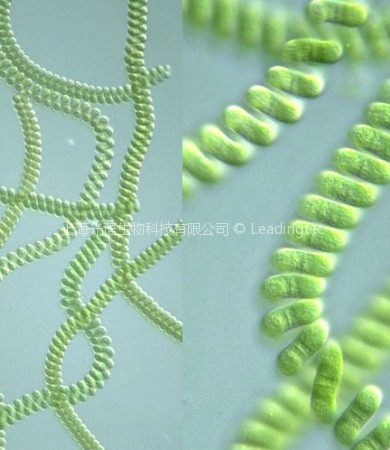 螺旋藻(GY-D18 Spirulina platensis)