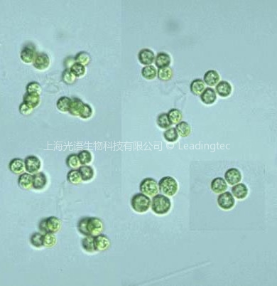 四球藻(GY-D24 Westella sp.韦氏藻)