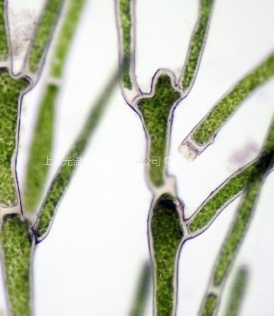 绿球藻(GY-D3 Cladophora aegagrophila)