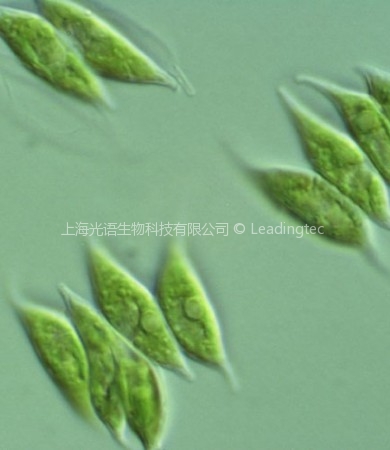 二形栅藻（GY-D4	Scenedesmus dimorphus）