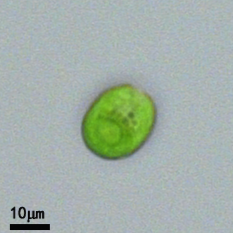 莱茵衣藻（GY-D8 Chlamydomonas reinhardtii）