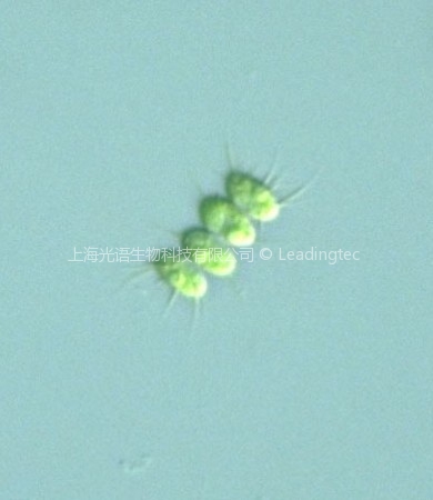多棘栅藻(GY-D7 Scenedesmus abundans)