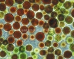 天然虾青素的“浓缩品”-雨生红球藻