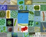 微藻有望破解能源危机
