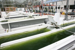 半开放流道式藻类培养光反应器