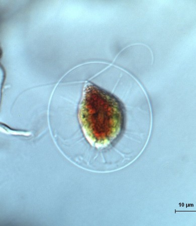 雨生红球藻(GY-D2 Haematococcus pluvialis)