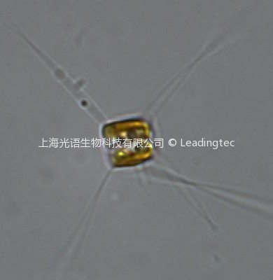 旋链角毛藻( GY-H28 Chaetoceros curvisetus Cleve 1889)