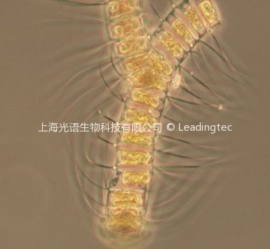 柔弱角毛藻( GY-H30 Chaetoceros debilis Cleve)