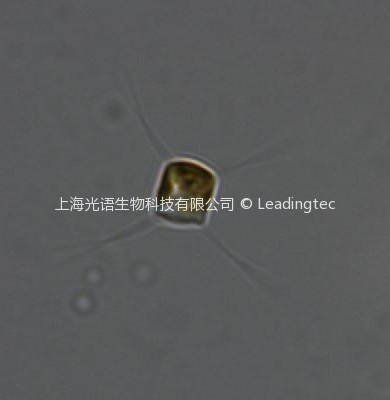纤细角毛藻( GY-H29 Chaetoceros gracilis/ceratosporus)