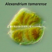 塔玛亚历山大藻（GY-H31 Alexandrium tamarense）