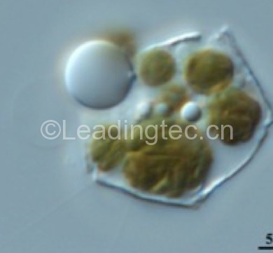隐秘小环藻(GY-H32 Cyclotella cryptica)
